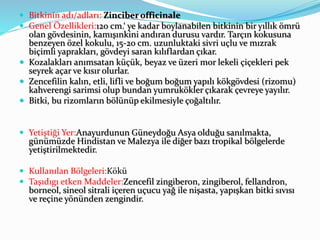  Bitkinin adı/adları: Zinciber officinale
 Genel Özellikleri:120 cm.‘ ye kadar boylanabilen bitkinin bir yıllık ömrü
olan gövdesinin, kamışınkini andıran durusu vardır. Tarçın kokusuna
benzeyen özel kokulu, 15-20 cm. uzunluktaki sivri uçlu ve mızrak
biçimli yaprakları, gövdeyi saran kılıflardan çıkar.
 Kozalakları anımsatan küçük, beyaz ve üzeri mor lekeli çiçekleri pek
seyrek açar ve kısır olurlar.
 Zencefilin kalın, etli, lifli ve boğum boğum yapılı kökgövdesi (rizomu)
kahverengi sarimsi olup bundan yumrukökler çıkarak çevreye yayılır.
 Bitki, bu rizomların bölünüp ekilmesiyle çoğaltılır.
 Yetiştiği Yer:Anayurdunun Güneydoğu Asya olduğu sanılmakta,
günümüzde Hindistan ve Malezya ile diğer bazı tropikal bölgelerde
yetiştirilmektedir.
 Kullanılan Bölgeleri:Kökü
 Taşıdıgı etken Maddeler:Zencefil zingiberon, zingiberol, fellandron,
borneol, sineol sitrali içeren uçucu yağ ile nişasta, yapışkan bitki sıvısı
ve reçine yönünden zengindir.
 