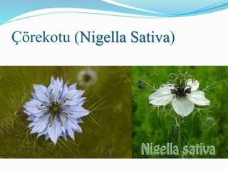 Çörekotu (Nigella Sativa)
 
