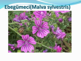 Ebegümeci(Malva sylvestris)
 