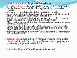  Bitkinin adı/adları: Ebegömeci, Kazankarası
 Genel Özellikleri:Ülkemizde 8 ebegümeci türü yetişmektedir.
 Bunlardan en önemlisi, Büyük ebegümeci (M. sylvestris)
türüdür.
 20-30 cm. arasında boylanabilen bu türün yaprakları
yuvarlağımsı biçimli, kenarları dişli, uzun saplı, tüylü, almaşık
dizili, 3-7 parçalı ve palmiye gibi damarlıdır.
 Yaz boyu ve sonbahar başlarında açan pembe renkli, eflatuni
çizgili çiçekleri, yaprakların koltuklarından çıkar.
 Meyveleri 10 parçaya bölünen, olgunlaştığında açılmayan kuru
tohumlar halindedir.
 Bitki, döktüğü tohumlarıyla çoğalır. Ebegümecinin yaprakları
büyük oranda yapışkan bitki sıvısı; ayrıca glikoz, pektin, yağ
esansları ile az miktarda tanen içerir.
 Yaprak ve sapları hafif kokulu ve yavan lezzetlidir. Bazı yerlerde
sebze olarak yenilir.
 Yetiştiği Yer:Dünyanın hemen hemen her yerinde yaygın olan
ebegümeci türleri, tüm iklim koşullarına ve her toprağa uyum
göstermiş, çok yıllık otsu bitkilerdir.
 Kullanılan Bölgeleri:Yaprakları,gövdesi,çicekleri
 