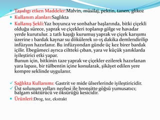  Taşıdıgı etken Maddeler:Malvin, müsilaj, pektin, tanen, glikoz
 Kullanım alanları:Saglıkta
 Kullanış Şekli:Yaz boyunca ve sonbahar başlarında, bitki çiçekli
olduğu sürece, yaprak ve çiçekleri toplanıp gölge ve havadar
yerde kurutulur. 2 tatlı kaşığı kurumuş yaprak ve çiçek karışımı
üzerine 1 bardak kaynar su dökülerek 10-15 dakika demlendirilip
infüzyon hazırlanır. Bu infüzyondan günde üç kez birer bardak
içilir. Ebegümeci ayrıca ciltteki çıban, yara ve küçük yanıklarda
iyileştirici etki yapar.
Bunun için, bitkinin taze yaprak ve çiçekler ezilerek hazırlanan
yara lapası, bir tülbentin içine konularak, şikâyet edilen yere
kompre seklinde uygulanır.
 Sağlıkta Kullanımı: Gastrit ve mide ülserlerinde iyileştiricidir.
 Üst solunum yolları nezlesi ile bronşitte göğsü yumusatıcı;
balgam söktürücü ve öksürüğü kesicidir.
 Ürünleri:Drog, toz, ekstrakt
 