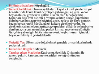  Bitkinin adı/adları: Köpek gülü
 Genel Özellikleri: Orman açıklıkları, kayalık kırsal yöreler ve yol
kenarlarında kendi kendine yetişen yabani gül, 1-3,5 m. kadar
boylanabilen, gövdesi ve dalları dikenli olan bir ağaççıktır.
Kenarları dişli oval biçimli 5-7 yaprakçıktan oluşan yaprakları;
ilkbahardan baslayıp yaz boyunca açan, açık ya da koyu pembe,
bazen beyaz renkli küçük, güzel kokulu çiçekleri vardır. Bu
çiçeklerin tabanı olgunlaşınca taçyaprakları dökülür ve kuşburnu
denilen, 1,5-2 cm. uzunlukta parlak kırmızı meyvelere dönüşür.
Gerçekte yabani gül bitkisinin meyvesi, kuşburnunun içindeki
beyaz renkli tüylü çekirdeklerdir.
 Yetiştiği Yer: Ülkemizde doğal olarak genelde ormanlık alanlarda
yetişmektedir.
 Kullanılan Bölgeleri:Meyvesi
 Taşıdıgı etken Maddeler:Kuşburnu, özellikle C vitamini ile
tanen, pektin, karoten, meyve asitleri ve yağ yönünden
zengindir.
 