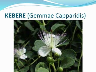 KEBERE (Gemmae Capparidis)
 