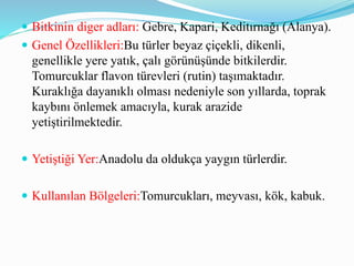  Bitkinin diger adları: Gebre, Kapari, Keditırnağı (Alanya).
 Genel Özellikleri:Bu türler beyaz çiçekli, dikenli,
genellikle yere yatık, çalı görünüşünde bitkilerdir.
Tomurcuklar flavon türevleri (rutin) taşımaktadır.
Kuraklığa dayanıklı olması nedeniyle son yıllarda, toprak
kaybını önlemek amacıyla, kurak arazide
yetiştirilmektedir.
 Yetiştiği Yer:Anadolu da oldukça yaygın türlerdir.
 Kullanılan Bölgeleri:Tomurcukları, meyvası, kök, kabuk.
 