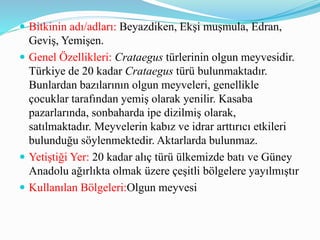  Bitkinin adı/adları: Beyazdiken, Ekşi muşmula, Edran,
Geviş, Yemişen.
 Genel Özellikleri: Crataegus türlerinin olgun meyvesidir.
Türkiye de 20 kadar Crataegus türü bulunmaktadır.
Bunlardan bazılarının olgun meyveleri, genellikle
çocuklar tarafından yemiş olarak yenilir. Kasaba
pazarlarında, sonbaharda ipe dizilmiş olarak,
satılmaktadır. Meyvelerin kabız ve idrar arttırıcı etkileri
bulunduğu söylenmektedir. Aktarlarda bulunmaz.
 Yetiştiği Yer: 20 kadar alıç türü ülkemizde batı ve Güney
Anadolu ağırlıkta olmak üzere çeşitli bölgelere yayılmıştır
 Kullanılan Bölgeleri:Olgun meyvesi
 