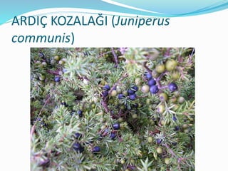 ARDIÇ KOZALAĞI (Juniperus
communis)
 