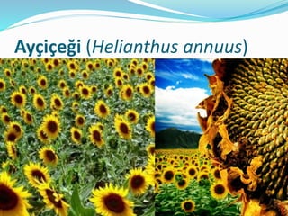 Ayçiçeği (Helianthus annuus)
 