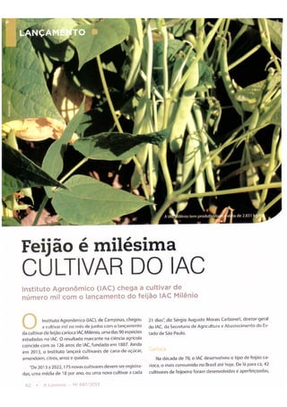 Feijão é a milésima cultivar do iac