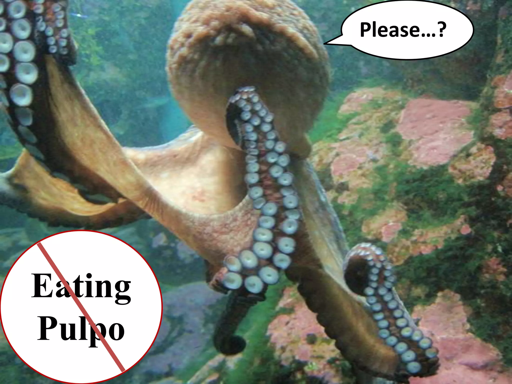 Please…?Eating Pulpo