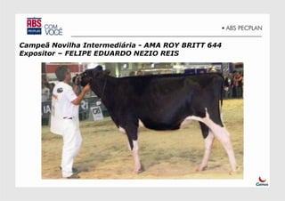 Campeã Novilha Intermediária - AMA ROY BRITT 644
Expositor – FELIPE EDUARDO NEZIO REIS
 