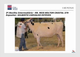 3º.Novilha Intermediária - RR. REIS BOLTON CRISTAL 379
Expositor- GILBERTO CARVALHO ESTEVES
 
