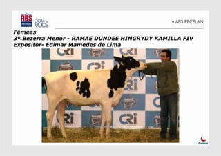 Fêmeas
3º.Bezerra Menor - RAMAE DUNDEE HINGRYDY KAMILLA FIV
Expositor- Edimar Mamedes de Lima
 