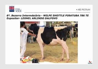 6º. Bezerra Intermdeiária - WILPE SHOTTLE PIRATUBA 786 TE
Expositor- LEONEL ARLINDO DALFOVO
 