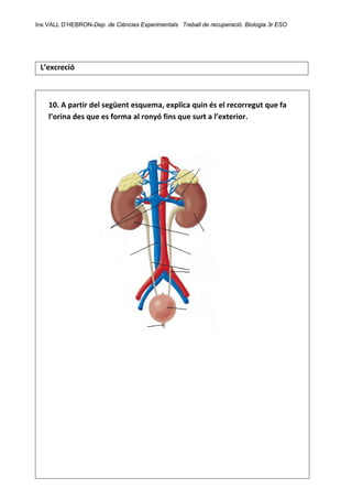 Ins VALL D’HEBRON-Dep. de Ciències Experimentals Treball de recuperació. Biologia 3r ESO 
 
 
L’excreció 
 
 
10. A partir del següent esquema, explica quin és el recorregut que fa 
l’orina des que es forma al ronyó fins que surt a l’exterior.   
 
 