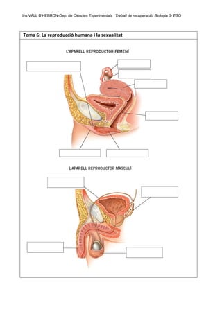 Ins VALL D’HEBRON-Dep. de Ciències Experimentals Treball de recuperació. Biologia 3r ESO 
 
 Tema 6: La reproducció humana i la sexualitat    
 
 
 
 
 
 
 
 
 