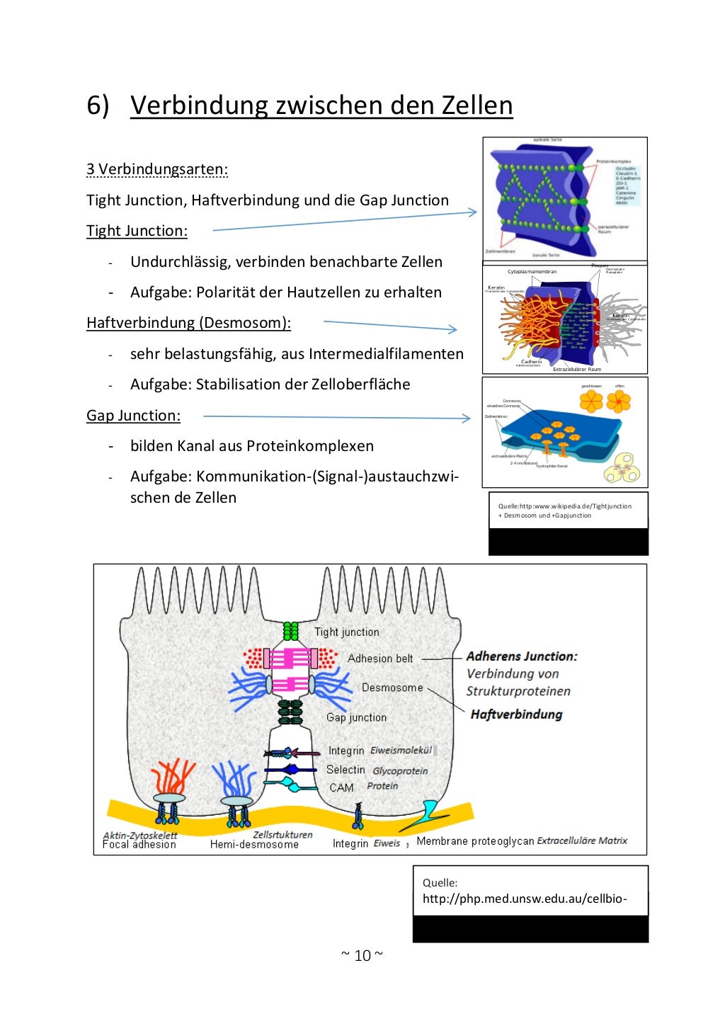 Biomembran Aufbau Und Funktion Pdf Biomembran funktion