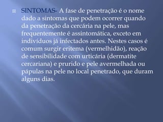  SINTOMAS- A fase de penetração é o nome 
dado a sintomas que podem ocorrer quando 
da penetração da cercária na pele, mas 
frequentemente é assintomática, exceto em 
indivíduos já infectados antes. Nestes casos é 
comum surgir eritema (vermelhidão), reação 
de sensibilidade com urticária (dermatite 
cercariana) e prurido e pele avermelhada ou 
pápulas na pele no local penetrado, que duram 
alguns dias. 
 