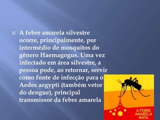  A febre amarela silvestre 
ocorre, principalmente, por 
intermédio de mosquitos do 
gênero Haemagogus. Uma vez 
infectado em área silvestre, a 
pessoa pode, ao retornar, servir 
como fonte de infecção para o 
Aedes aegypti (também vetor 
do dengue), principal 
transmissor da febre amarela 
 
