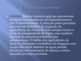  CAUSA- Muitas múmias egípcias apresentam 
as lesões inconfundíveis da esquistossomose 
por S. haematobium. A infecção pelos parasitas 
dava-se nos trabalhos de irrigação da 
agricultura. As cheias do Nilo sempre foram a 
fonte da prosperidade do Egito, mas também 
traziam os caracóis portadores dos 
schistosomas. O hábito dos agricultores de 
fazer as plantações e trabalhos de irrigação com 
os pés descalços metidos na água parada, 
favorecia a disseminação da doença crônica 
causada por estes parasitas. 
 