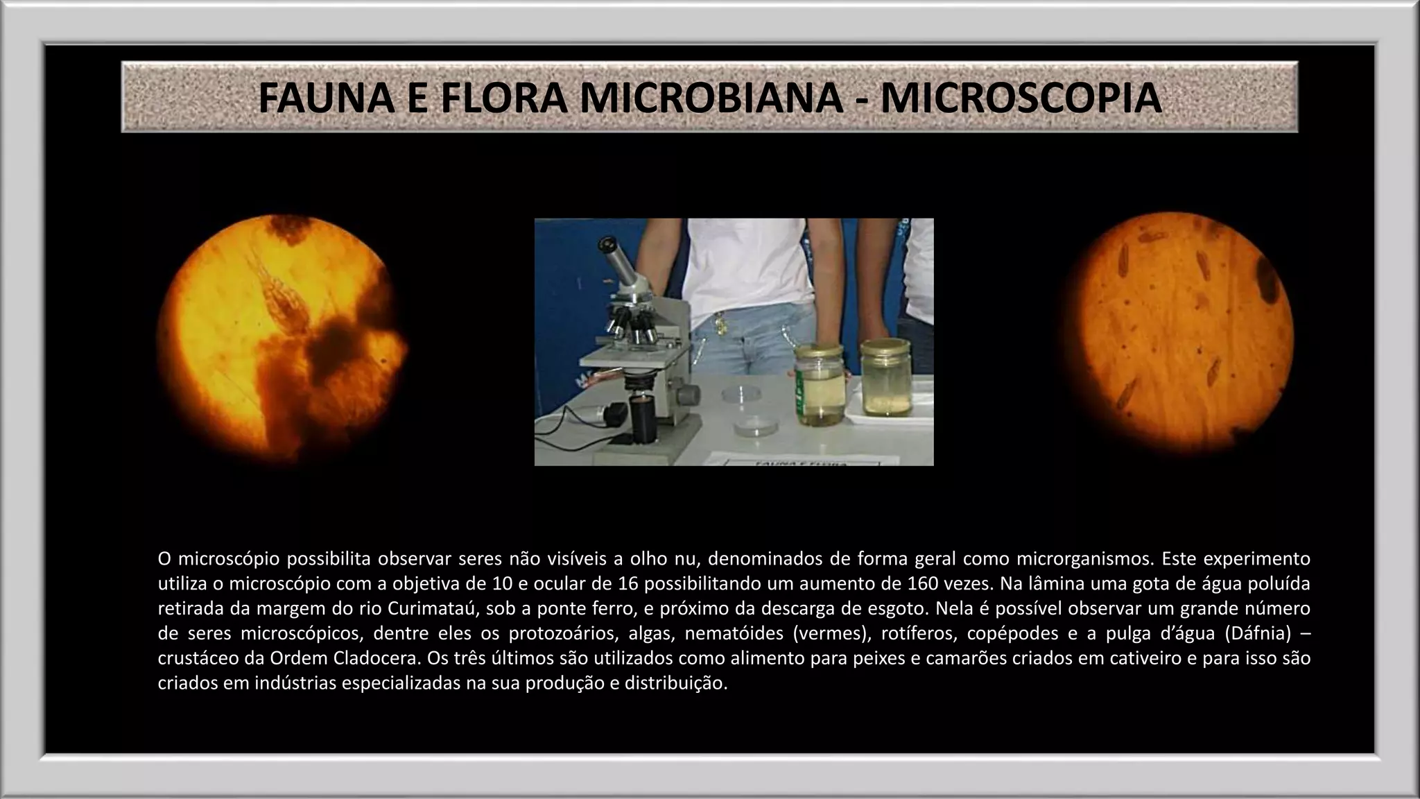 FAUNA E FLORA MICROBIANA - MICROSCOPIA 
O microscópio possibilita observar seres não visíveis a olho nu, denominados de forma geral como microrganismos. Este experimento 
utiliza o microscópio com a objetiva de 10 e ocular de 16 possibilitando um aumento de 160 vezes. Na lâmina uma gota de água poluída 
retirada da margem do rio Curimataú, sob a ponte ferro, e próximo da descarga de esgoto. Nela é possível observar um grande número 
de seres microscópicos, dentre eles os protozoários, algas, nematóides (vermes), rotíferos, copépodes e a pulga d’água (Dáfnia) – 
crustáceo da Ordem Cladocera. Os três últimos são utilizados como alimento para peixes e camarões criados em cativeiro e para isso são 
criados em indústrias especializadas na sua produção e distribuição. 
 