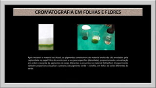 CROMATOGRAFIA EM FOLHAS E FLORES 
Após macerar o material no álcool, os pigmentos constituintes do material analisado são arrastados pela 
capilaridade no papel filtro de acordo com o seu peso específico (densidade), proporcionando a visualização 
em ordem crescente de pigmentos de cores diferentes e presentes no material (folha/flor). O experimento 
também proporciona visualizar a presença do pigmento verde – clorofila, em folhas de cores diferentes do 
verde. 
 