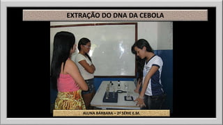 EXTRAÇÃO DO DNA DA CEBOLA 
ALUNA BÁRBARA – 2ª SÉRIE E.M. 
 