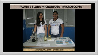 FAUNA E FLORA MICROBIANA - MICROSCOPIA 
ALUNAS LUANA E TAÍS – 2ª SÉRIE E.M. 
 