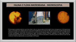FAUNA E FLORA MICROBIANA - MICROSCOPIA 
O microscópio possibilita observar seres não visíveis a olho nu, denominados de forma geral como microrganismos. Este experimento 
utiliza o microscópio com a objetiva de 10 e ocular de 16 possibilitando um aumento de 160 vezes. Na lâmina uma gota de água poluída 
retirada da margem do rio Curimataú, sob a ponte ferro, e próximo da descarga de esgoto. Nela é possível observar um grande número 
de seres microscópicos, dentre eles os protozoários, algas, nematóides (vermes), rotíferos, copépodes e a pulga d’água (Dáfnia) – 
crustáceo da Ordem Cladocera. Os três últimos são utilizados como alimento para peixes e camarões criados em cativeiro e para isso são 
criados em indústrias especializadas na sua produção e distribuição. 
 