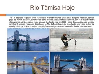 Rio Tâmisa Hoje
Há 125 espécies de peixes e 400 espécies de invertebrados nas águas e nas margens. Pássaros, como a
garça e o martim-pescador, e mamíferos, como a lontra, são avistados novamente. Em 1979 as autoridades
introduziram o salmão, espécie muito sensível à poluição, mas em 2006 o peixe desapareceu. Até cavalos-
marinhos já surgiram nas águas do estuário, no Mar do Norte.Depois da despoluição o rio voltou a atrair os
esportes náuticos. Hoje, o rio anima competições esportivas de remo, navegação à vela, caiaque e atrai
pescadores embora ninguém se atreva a nadar em suas águas.
 