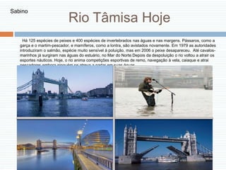 Rio Tâmisa Hoje
Há 125 espécies de peixes e 400 espécies de invertebrados nas águas e nas margens. Pássaros, como a
garça e o martim-pescador, e mamíferos, como a lontra, são avistados novamente. Em 1979 as autoridades
introduziram o salmão, espécie muito sensível à poluição, mas em 2006 o peixe desapareceu. Até cavalos-
marinhos já surgiram nas águas do estuário, no Mar do Norte.Depois da despoluição o rio voltou a atrair os
esportes náuticos. Hoje, o rio anima competições esportivas de remo, navegação à vela, caiaque e atrai
pescadores embora ninguém se atreva a nadar em suas águas.
Sabino
 