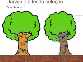 Darwin e a lei da seleção
“natural”
 