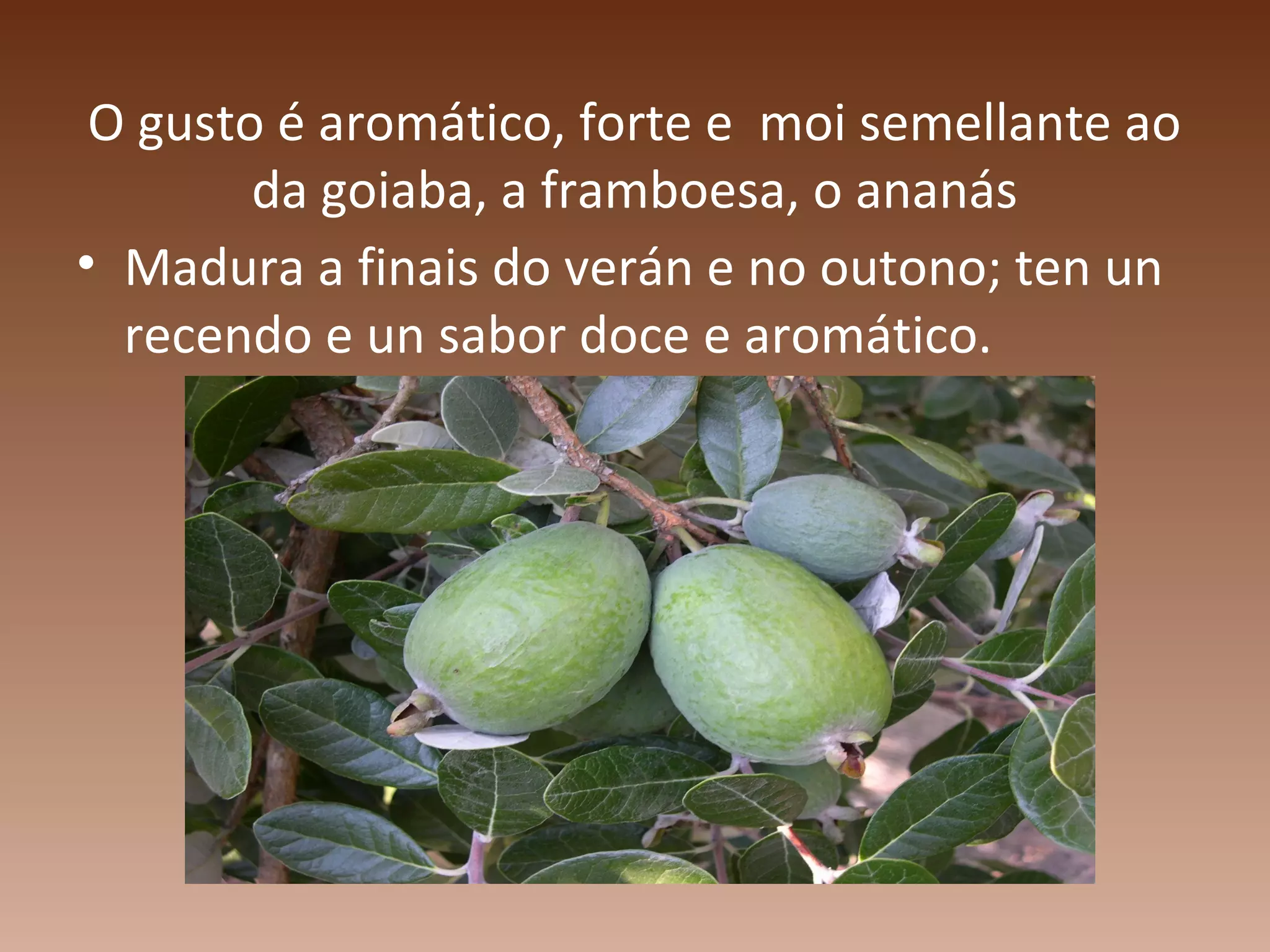 O gusto é aromático, forte e moi semellante ao
da goiaba, a framboesa, o ananás
• Madura a finais do verán e no outono; ten un
recendo e un sabor doce e aromático.
 
