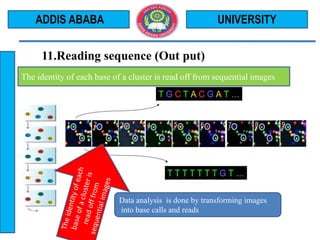 11.Reading sequence (Out put)
UNIVERSITYADDIS ABABA
The identity of each base of a cluster is read off from sequential images
Data analysis is done by transforming images
into base calls and reads
 