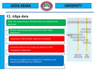 12. Align data
UNIVERSITYADDIS ABABA
After the sequencing is finished they are aligned and
analyzed
Reads obtained grouped based on their index
sequences
sequences with similar reads are clustered
Forward and reverse reads are paired to form
contiguous sequences.
The data are aligned and compared to a reference, and
sequencing differences are identified.
 