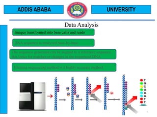 Data Analysis
UNIVERSITY
13
ADDIS ABABA
.Images transformed into base calls and reads
DNA sequence is analyzed base-by-base
The sequence generated can be aligned to a reference sequence,
this looks for matches or changes in the sequenced DNA
Illumina sequencing method is a highly accurate method.
 
