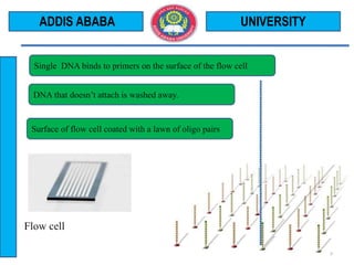 Flow cell
UNIVERSITY
5
ADDIS ABABA
Surface of flow cell coated with a lawn of oligo pairs
DNA that doesn’t attach is washed away.
Single DNA binds to primers on the surface of the flow cell
 