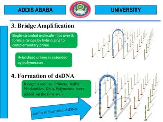 3. Bridge Amplification
4. Formation of dsDNA
UNIVERSITYADDIS ABABA
Single-stranded molecule flips over &
forms a bridge by hybridizing to
complementary prime
Hybridized primer is extended
by polymerases
Reagents such as Primers, buffer,
Nucleotides, DNA Polymerase were
added on the flow well
 