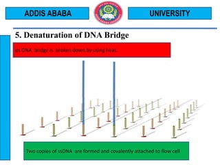 5. Denaturation of DNA Bridge
UNIVERSITYADDIS ABABA
ds DNA bridge is broken down by using heat.
Two copies of ssDNA are formed and covalently attached to flow cell
 