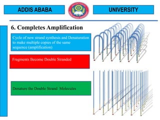 6. Completes Amplification
UNIVERSITY
8
ADDIS ABABA
Cycle of new strand synthesis and Denaturation
to make multiple copies of the same
sequence (amplification)
Fragments Become Double Stranded
Denature the Double Strand Molecules
 