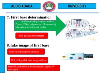7. First base determination
8.Take image of first base
UNIVERSITYADDIS ABABA
Add sequencing reagents such as
Primer, DNA polymerase, Fluorescently
labeled nucleotides and Buffer
First base is incorporated
Remove unincorporated bases
Detect Signal & take image of base
Deblock and remove the fluorescent signal for
new cycle
 