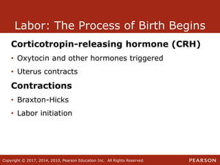 Copyright © 2017, 2014, 2010, Pearson Education Inc. All Rights Reserved.
Labor: The Process of Birth Begins
Corticotropin-releasing hormone (CRH)
• Oxytocin and other hormones triggered
• Uterus contracts
Contractions
• Braxton-Hicks
• Labor initiation
 