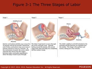 Copyright © 2017, 2014, 2010, Pearson Education Inc. All Rights Reserved.Copyright © 2017, 2014, 2010, Pearson Education Inc. All Rights Reserved.
Figure 3-1 The Three Stages of Labor
 