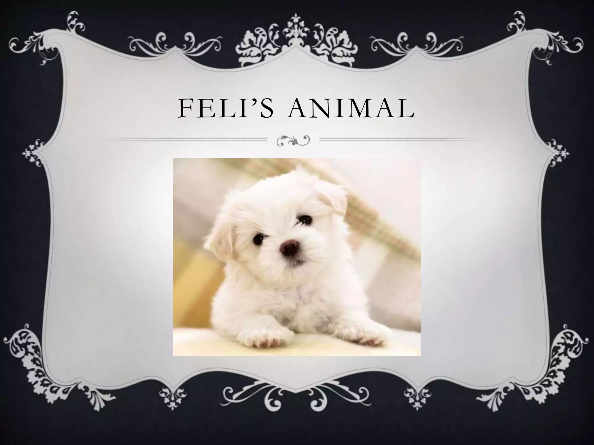 FELI’S ANIMAL