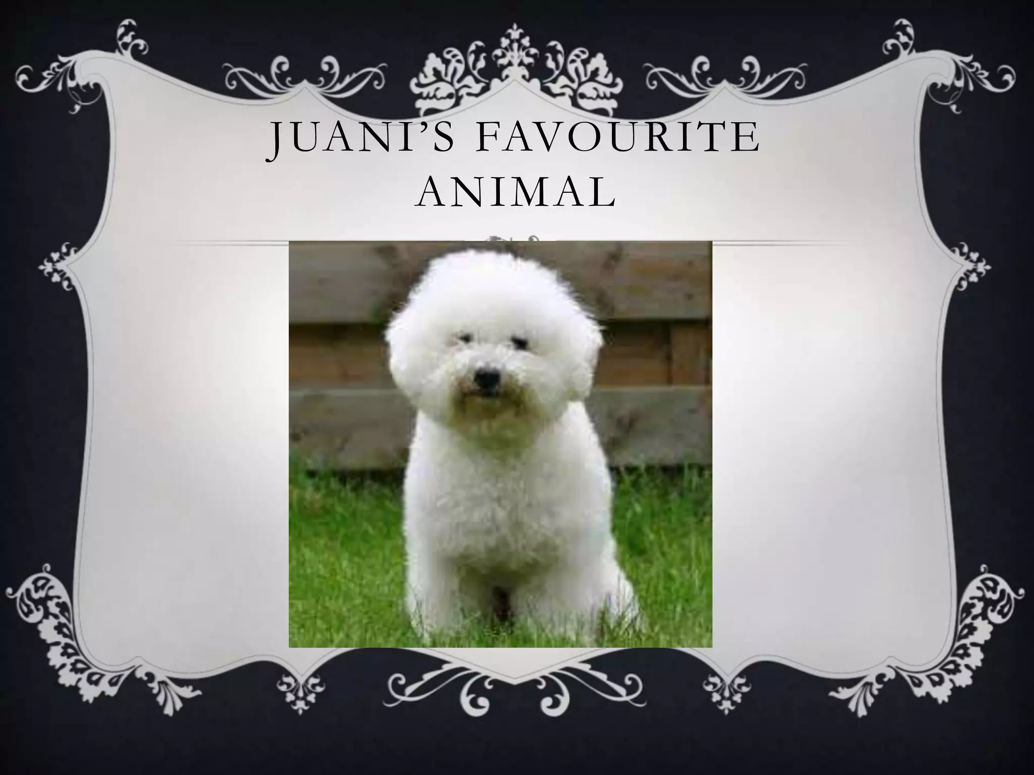 JUANI’S FAVOURITE
ANIMAL