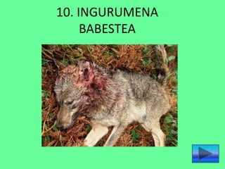 10. INGURUMENA
BABESTEA
 