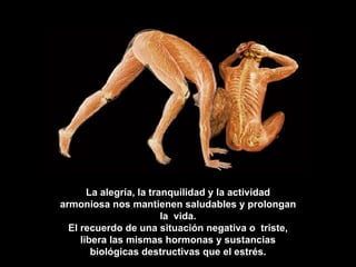 La alegría, la tranquilidad y la actividad armoniosa nos mantienen saludables y prolongan la  vida. El recuerdo de una situación negativa o  triste, libera las mismas hormonas y sustancias biológicas destructivas que el estrés. 