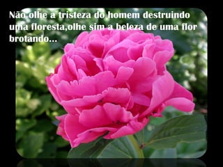 Não olhe a tristeza do homem destruindo uma floresta,olhe sim a beleza de uma flor brotando... 