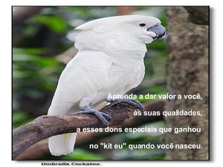 Aprenda a dar valor a você, às suas qualidades, a esses dons especiais que ganhou  no "kit eu" quando você nasceu. 