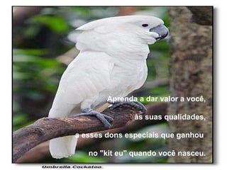 Aprenda a dar valor a você, às suas qualidades, a esses dons especiais que ganhou  no "kit eu" quando você nasceu. 