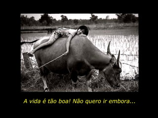 A vida é tão boa! Não quero ir embora...  